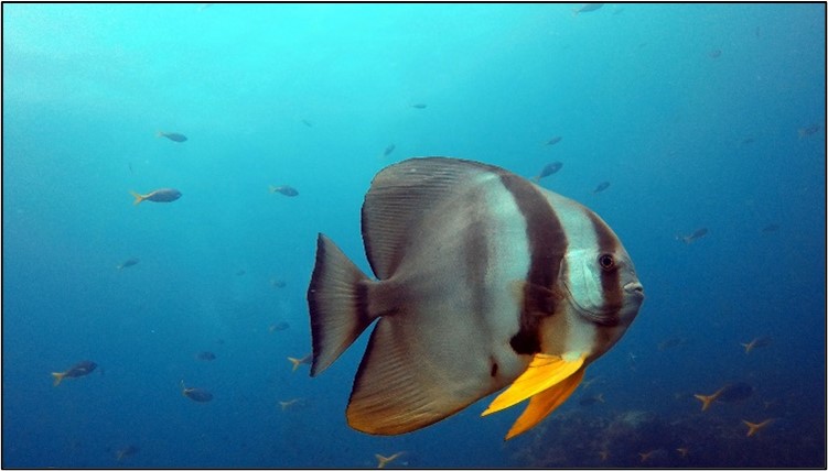 Bei Chumphon Pinnacle vor Koh Tao, Bild aus eigener Quelle